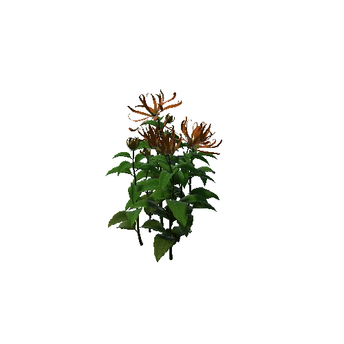 Flower Cananga odorata 2.2